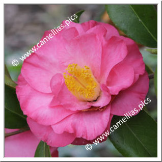 Camellia Hybrid C.x williamsii 'Utsukushi-asahi'