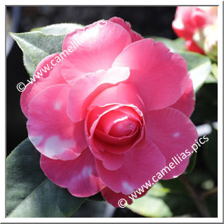 Camellia Hybrid 'Valentine Day Variegated'