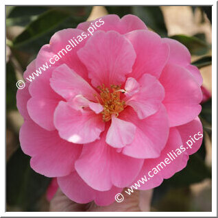 Camellia Hybrid 'Valley Knudsen'