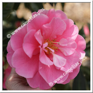 Camellia Hybrid 'Valley Knudsen'