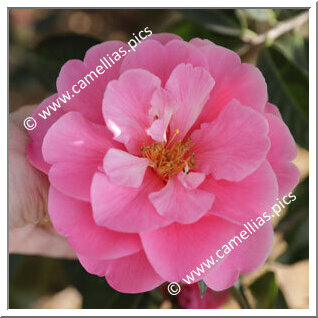 Camellia Hybrid 'Valley Knudsen'