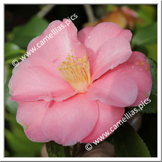 Camellia Japonica 'Valmadrera'