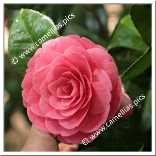 Camellia Japonica 'Valtevareda'