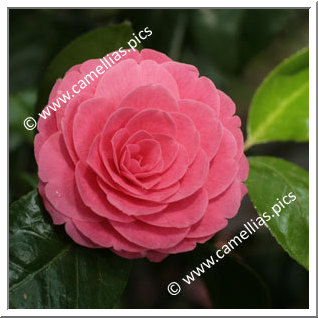 Camellia Japonica 'Valtevareda'