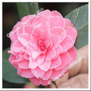 Camellia Japonica 'Van Dyck'