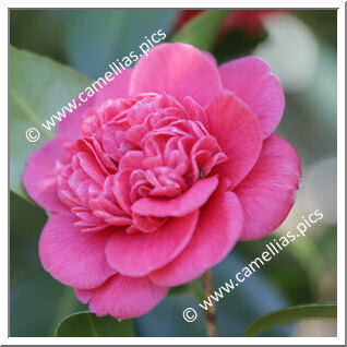 Camellia Japonica 'Vandesiana Carnea'