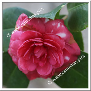 Camellia Japonica 'Vashti Red'