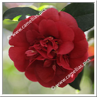 Camellia Japonica 'Vedrine'