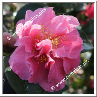 Camellia Japonica 'Vega'