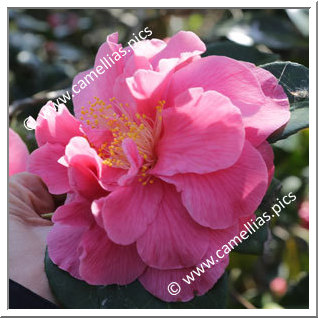 Camellia Japonica 'Vega'