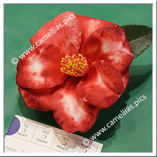 Camellia Japonica 'Royal Velvet Variegated'