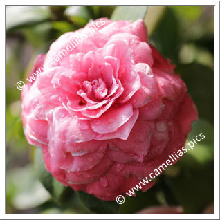 Camellia Japonica 'Venturi'