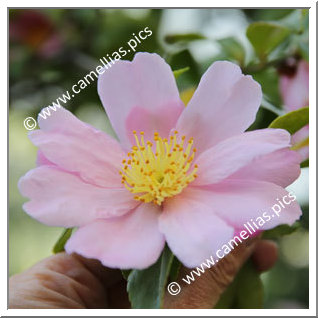 Camellia Sasanqua 'F.L.M. Venus '