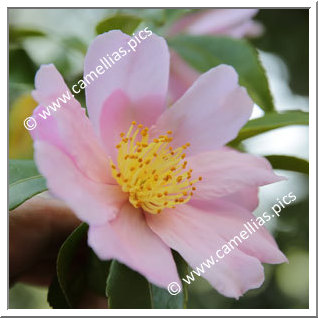 Camellia Sasanqua 'F.L.M. Venus '