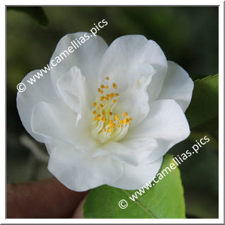 Camellia Hybrid 'Vernal Breeze'