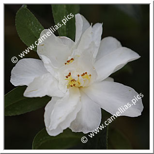 Camellia Species 'C. vernalis'
