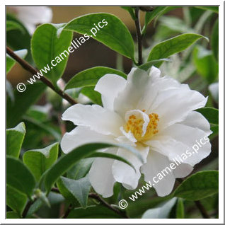 Camellia Species C. vernalis