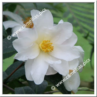 Camellia Botanique C. vernalis