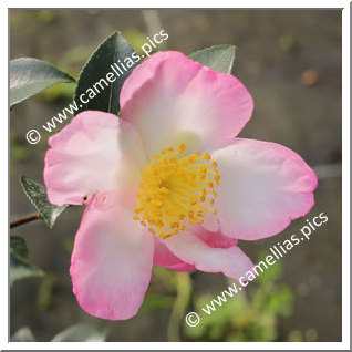 Camellia Sasanqua 'Versicolor (Sawada)'