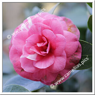 Camellia Japonica 'Vessillo di Flora'