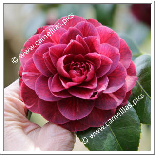 Camellia Japonica 'Sir Victor Davies'