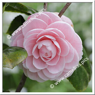 Camellia Japonica 'Perfeição de Villar d'Allen'