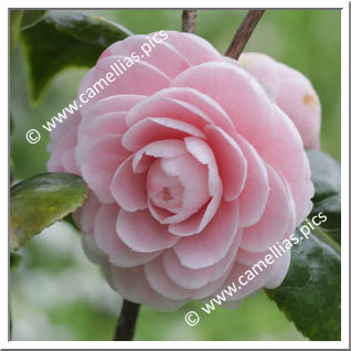 Camellia Japonica 'Perfeição de Villar d'Allen'