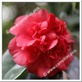 Camellia Japonica 'Vilar d'Allen'