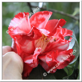 Camellia Japonica 'Ville de Nantes'