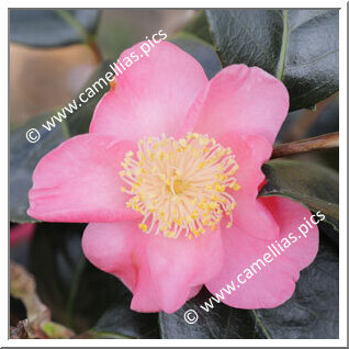 Camellia Japonica 'Ville du Havre'