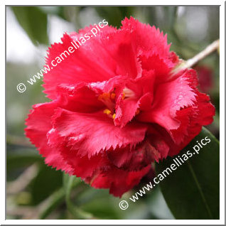 Camellia Japonica 'Ville de Nantes Red'