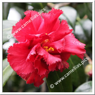 Camellia Japonica 'Ville de Nantes Red'