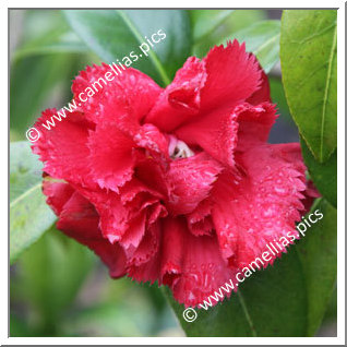 Camellia Japonica 'Ville de Nantes Red'