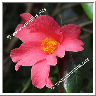 Camellia Species 'C. villosa'