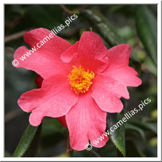 Camellia Species 'C. villosa'