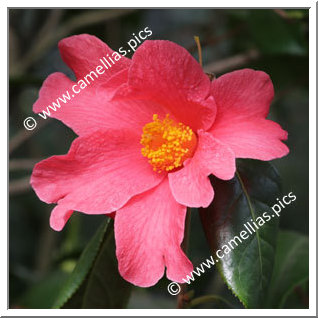 Camellia Species C. villosa