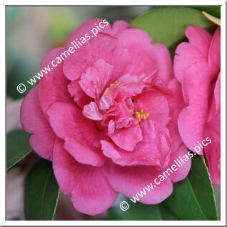 Camellia Japonica 'Violacea Superba'