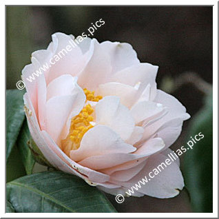 Camellia Japonica 'Virgin's Blush'
