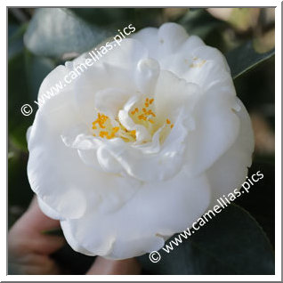 Camellia Japonica 'Virginal'