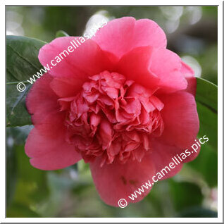 Camellia Japonica 'Virginia '