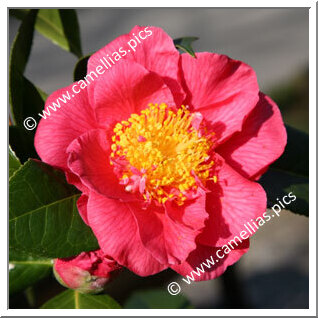 Camellia Hybride 'Virginia W. Cutter'