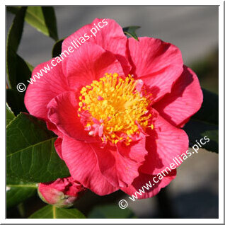 Camellia Hybrid 'Virginia W. Cutter'