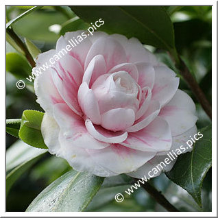 Camellia Japonica 'Virginia Franco'