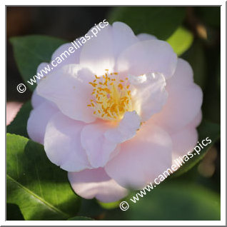 Camellia Japonica 'Virginia Robinson'