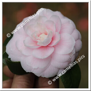 Camellia Japonica 'Viscondessa de Villar d'Allen'