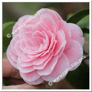 Camellia Japonica 'Vittorio Emanuele II'