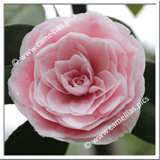 Camellia Japonica 'Vittorio Emanuele II'