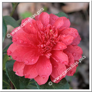 Camellia Japonica 'Volcano'