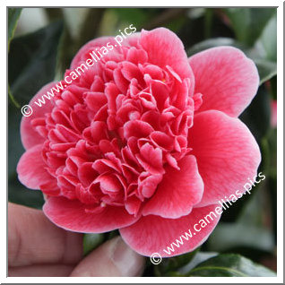 Camellia Japonica 'Volunteer'