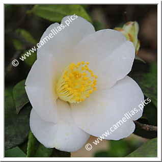 Camellia Japonica 'Wakamurasaki'